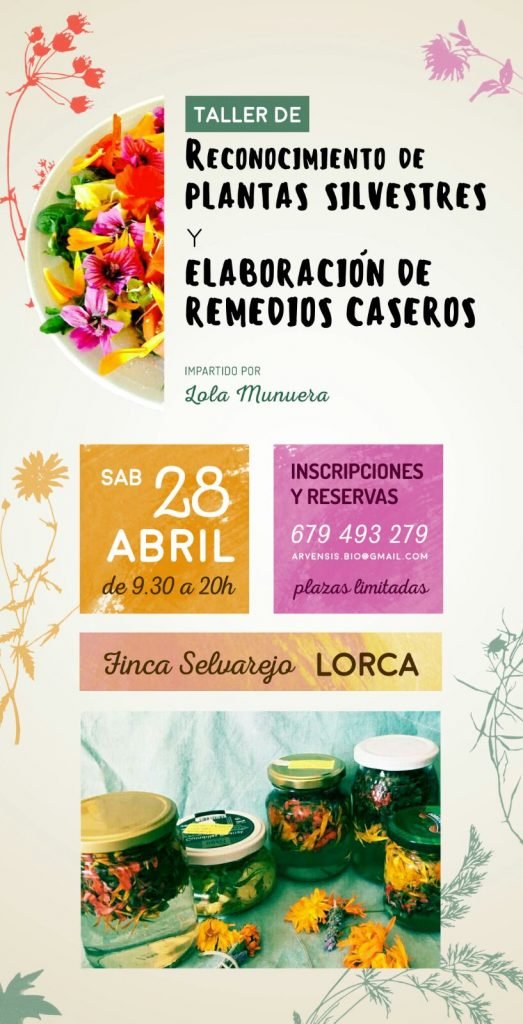 Cartel Taller reconocimientos de plantas silvestres y elaboración de remedios caseros